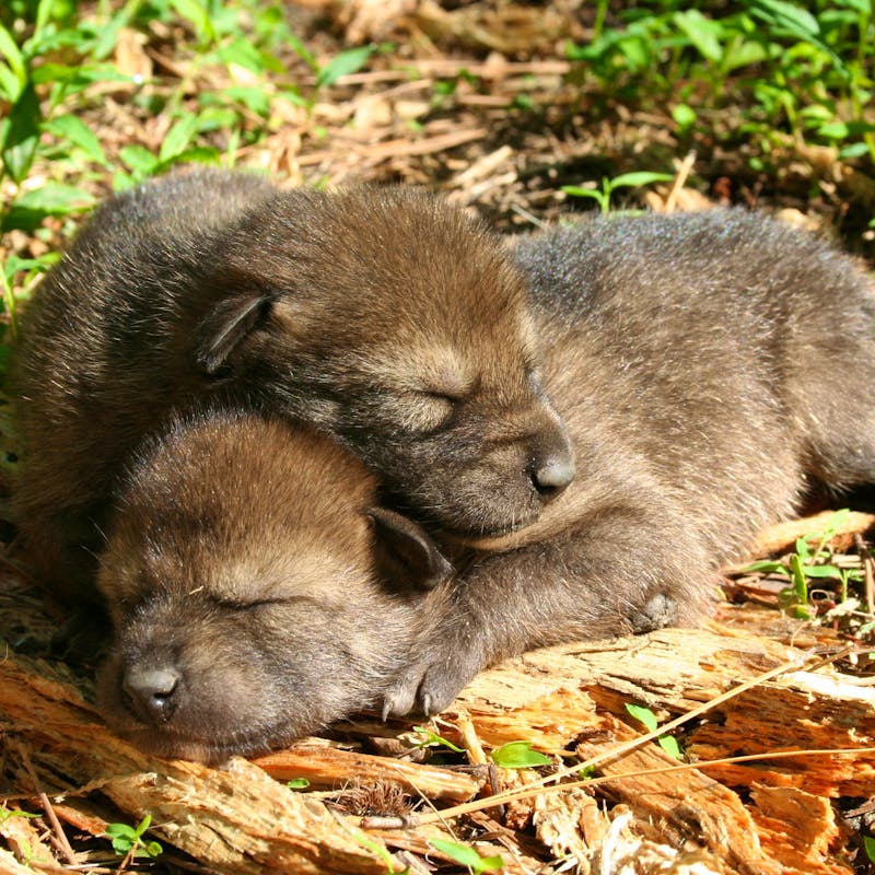 2016.06.01 - Red Wolf Foster Pups Cuddling - Ryan Nordsven USFWS